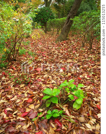 秋季公園落葉在後院生長的繡球花幼葉 115013255