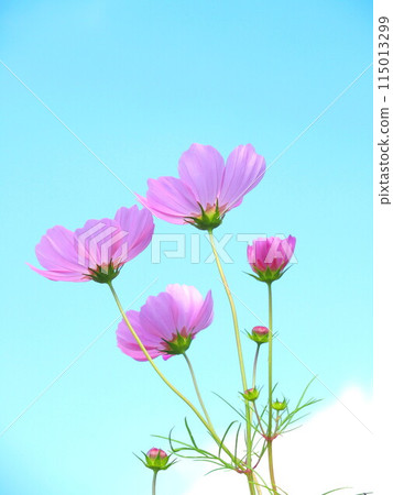 秋天田野裡盛開的粉紅波斯菊 115013299