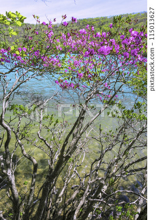 Mitsuba azalea blooming on the shores of Lake Konuma (vertical) 115013627