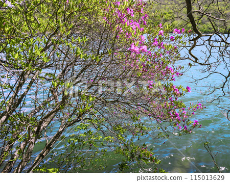 Mizuwa azalea of Onuma Mizuwa azalea of Onuma 115013629