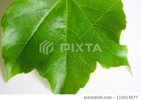 初夏新鮮的綠色常春藤葉背景 初夏新鮮的綠色常春藤葉背景 115013677