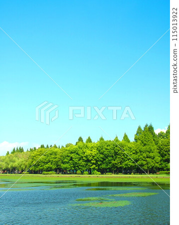 Misato Park with a summer metasequoia forest seen across the pond Misato Park with a summer metasequoia forest seen across the pond 115013922