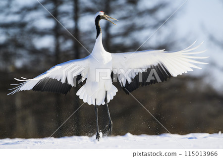 Courtship dance of a red-crowned crane Courtship dance of a red-crowned crane 115013966