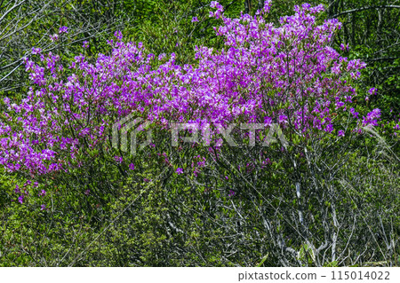 Fresh green and Mitsuba rice bran Fresh green and Mitsuba rice bran 115014022
