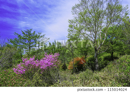 New green and azalea 115014024