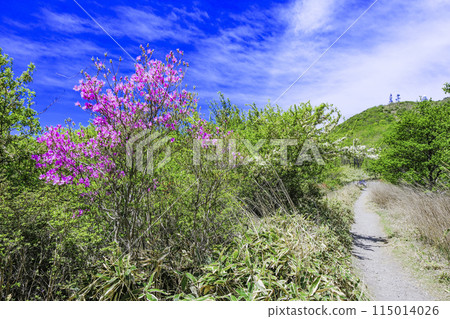 Mitsuba azalea and Mount Jizo 115014026
