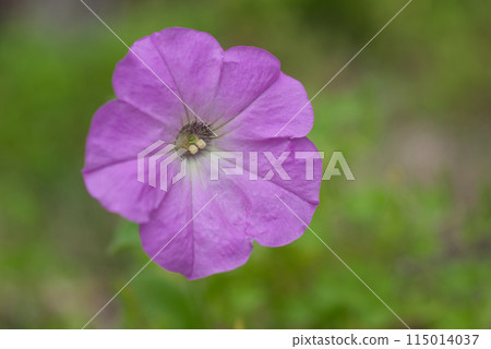 Bright pink petunia flowers blooming in a garden in early summer 115014037