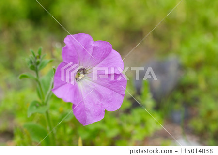 Bright pink petunia flowers blooming in a garden in early summer 115014038