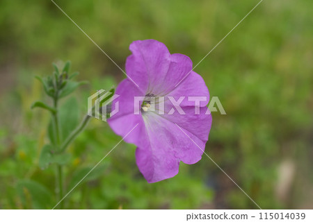 Bright pink petunia flowers blooming in a garden in early summer Bright pink petunia flowers blooming in a garden in early summer 115014039