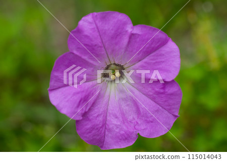 Bright pink petunia flowers blooming in a garden in early summer 115014043