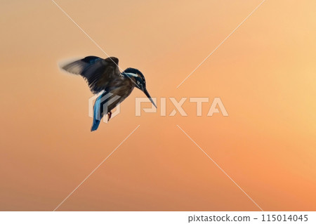 An adult kingfisher hovering with the sunset in the background 115014045