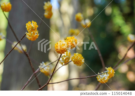 盛開的三俁花 盛開的三俁花 115014048