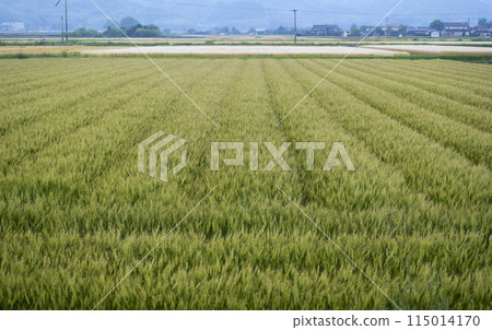 Barley Barley 115014170