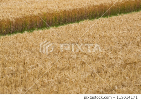 Barley Barley 115014171