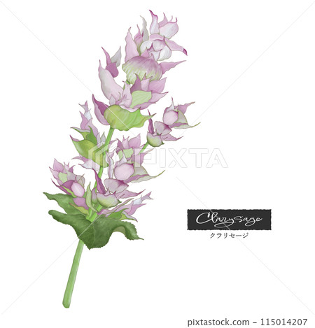 快樂鼠尾草，彩色鉛筆風格插圖，芳香植物，精油和香氣 115014207