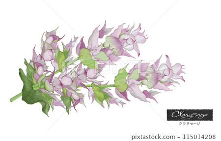 Clary sage, colored pencil illustration, aromatic plants, essential oils and aromas Clary sage, colored pencil illustration, aromatic plants, essential oils and aromas 115014208