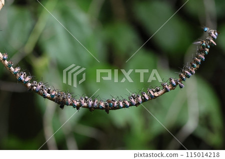 Living creatures, insects, the southern blue-and-white bee, sleeping in groups at night. They are packed tightly together from one end of a thin branch to the other. 115014218
