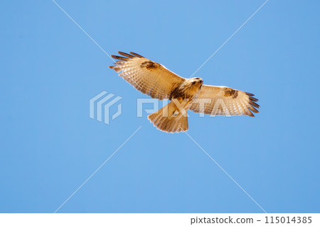 一隻美麗的禿鷹（鷹科）飛過蘆葦床去捕獵。  位於日本栃木縣栃木市渡良瀨水庫。 拉姆薩 115014385