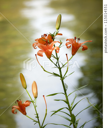Lilies blooming by the water Lilies blooming by the water 115014551