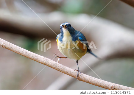 A cute bluebird of happiness, the Blue-and-White Flycatcher (Flycatcher family), flaps its wings and takes off. At Koishikawa Botanical Garden, Bunkyo-ku, Tokyo, Japan. A cute bluebird of happiness, the Blue-and-White Flycatcher (Flycatcher family), flaps its wings and takes off. At Koishikawa Botanical Garden, Bunkyo-ku, Tokyo, Japan. 115014571