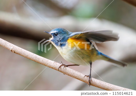 A cute bluebird of happiness singing, the Blue-and-White Flycatcher (Flycatcher family). At Koishikawa Botanical Garden, Bunkyo-ku, Tokyo, Japan. A cute bluebird of happiness singing, the Blue-and-White Flycatcher (Flycatcher family). At Koishikawa Botanical Garden, Bunkyo-ku, Tokyo, Japan. 115014621