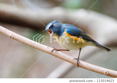 可愛的藍鶲(flycatcher)是一種快樂的藍色小鳥,會嘰嘰喳喳地叫著。 位於日本東京文京區小石川植物園。 20 可愛的藍鶲(flycatcher)是一種快樂的藍色小鳥,會嘰嘰喳喳地叫著。 位於日本東京文京區小石川植物園。 20 115014623