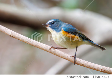可愛的藍鶲(flycatcher)是一種快樂的藍色小鳥,會嘰嘰喳喳地叫著。 位於日本東京文京區小石川植物園。 20 可愛的藍鶲(flycatcher)是一種快樂的藍色小鳥,會嘰嘰喳喳地叫著。 位於日本東京文京區小石川植物園。 20 115014624