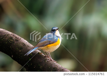 The blue bird of happiness, the cute Blue-and-White Flycatcher (Flycatcher family). At Koishikawa Botanical Garden, Bunkyo-ku, Tokyo, Japan. 2024 New 115014761