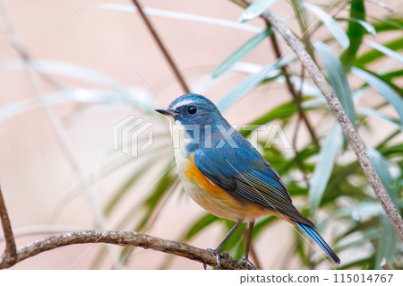 藍色的幸福之鳥，可愛的藍翅鶲（鶲科）。  位於日本東京文京區小石川植物園。 2024年新 115014767