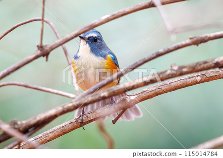 可愛的藍鶲（flycatcher）是一隻快樂的藍色小鳥，拍動翅膀飛走。  日本東京文京區小石川植物園 115014784