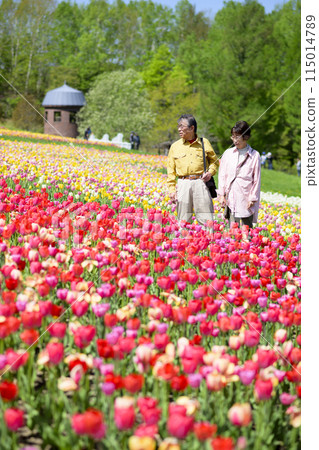 Senior couple sightseeing in a tulip field in full bloom Senior couple sightseeing in a tulip field in full bloom 115014789