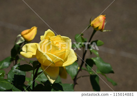 Golden Heart 115014881