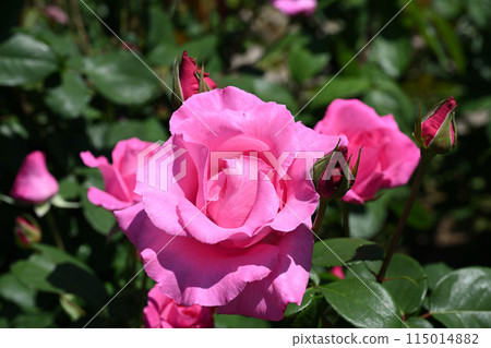 The McCartney Rose The McCartney Rose 115014882
