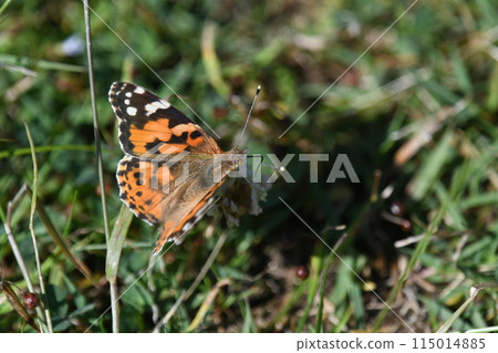 Painted lady sucking white clover nectar Painted lady sucking white clover nectar 115014885