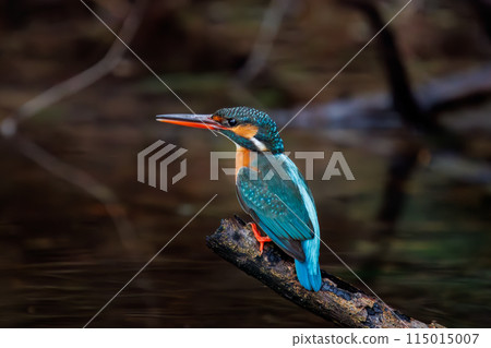 Cute kingfisher (Alcedinidae). Koishikawa Botanical Garden, Bunkyo-ku, Tokyo, Japan. Photographed in the New Year of 2024. 115015007