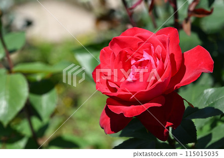 Banquet/Rose Banquet/Rose 115015035