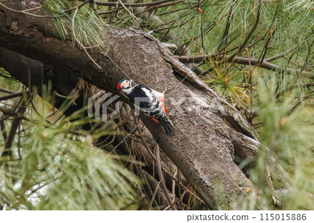 A beautiful great spotted woodpecker (Picidae family). At Koishikawa Botanical Garden, Bunkyo-ku, Tokyo, Japan. Photographed in the New Year of 2024. 115015886