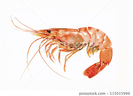 蝦子水彩插圖 蝦子水彩插圖 115015999