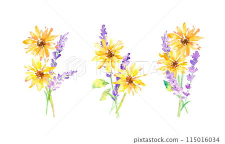 水彩。帶有水彩觸感的薰衣草插圖。薰衣草向量圖。夏季薰衣草背景。 115016034