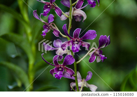 A beautiful purple orchid seen whilst on vacation in Singapore in 2024. A beautiful purple orchid seen whilst on vacation in Singapore in 2024. 115016080
