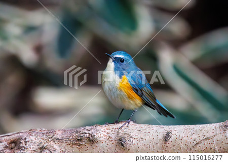 The blue bird of happiness, the cute Blue-and-White Flycatcher (Flycatcher family). At Koishikawa Botanical Garden, Bunkyo-ku, Tokyo, Japan. 2024 New 115016277