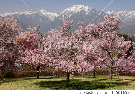 長野縣大町市大町山田町,著名的櫻花勝地 大町市民森林和北阿爾卑斯山的小彼岸櫻花盛開,背景是殘雪升起 長野縣大町市大町山田町,著名的櫻花勝地 大町市民森林和北阿爾卑斯山的小彼岸櫻花盛開,背景是殘雪升起 115016555