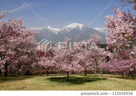 長野縣大町市大町山田町，著名的櫻花勝地 大町市民森林和北阿爾卑斯山的小彼岸櫻花盛開，背景是殘雪升起 115016556