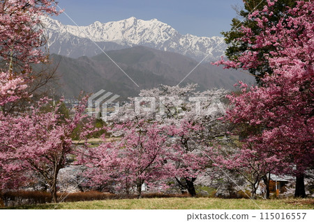 長野縣大町市大町山田町,著名的櫻花勝地 大町市民森林和北阿爾卑斯山的小彼岸櫻花盛開,背景是殘雪升起 長野縣大町市大町山田町,著名的櫻花勝地 大町市民森林和北阿爾卑斯山的小彼岸櫻花盛開,背景是殘雪升起 115016557