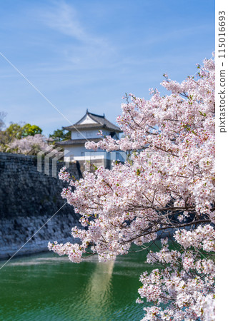 【櫻花】春天的大阪城公園 115016693
