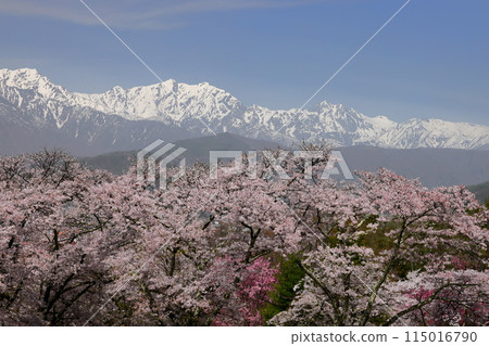 Omachi, Omachi City, Nagano Prefecture Somei Yoshino cherry trees at Omachi Cemetery, a famous cherry blossom viewing spot, and the remaining snow in the Northern Alps towering behind Omachi City Omachi, Omachi City, Nagano Prefecture Somei Yoshino cherry trees at Omachi Cemetery, a famous cherry blossom viewing spot, and the remaining snow in the Northern Alps towering behind Omachi City 115016790