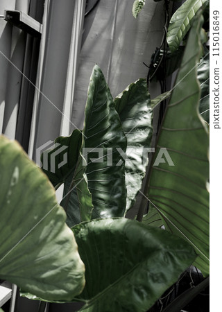 Natural tropical exotic plant with green leaves exterior garden design urban wellness living. 115016849
