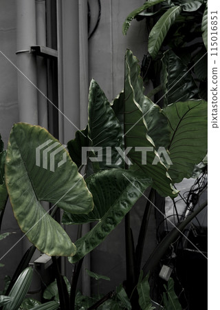 Foliage greenery botanical tropical ornamental stylish houseplant garden jungle. 115016851