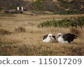 Hawaiian seabird, Laysan albatross, Cape Kaena 115017209