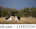 Hawaiian seabird, Laysan albatross, Cape Kaena 115017210